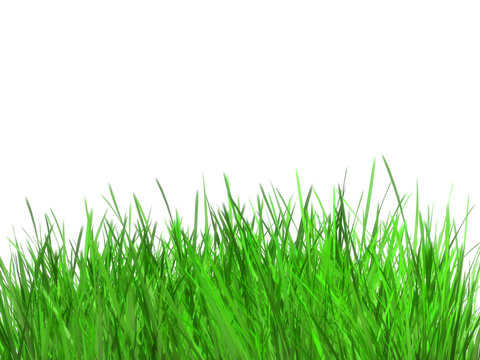 summer grass