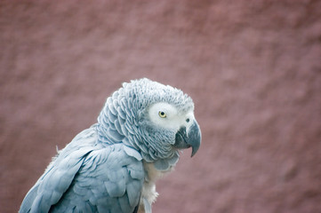 parrot