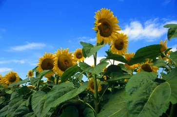 Abwaschbare Fototapete Sonnenblume sonnenblumen 1