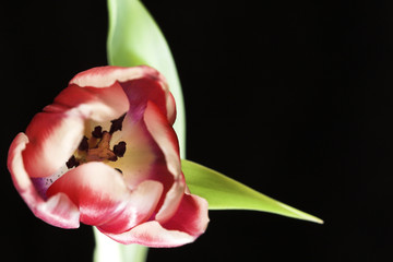 tulip close up