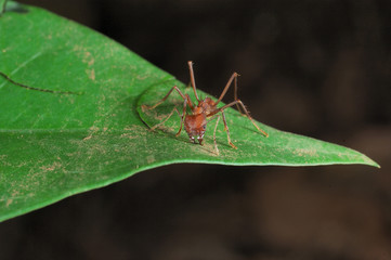 leaf cutter ant cutting a leaf