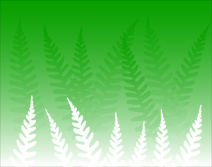 Obraz premium green ferns