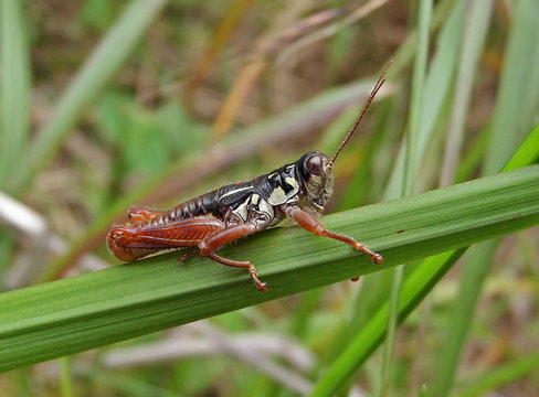 grasshopper (prumna primnoies)