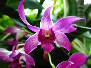 orchids