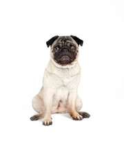 a sitting pug, isolated on white