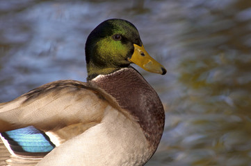 duck in golden water
