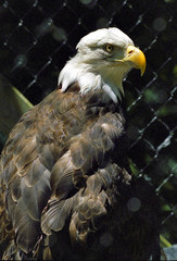 eagle in zoo