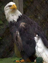 eagle in captivity