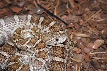 Obraz premium schlange