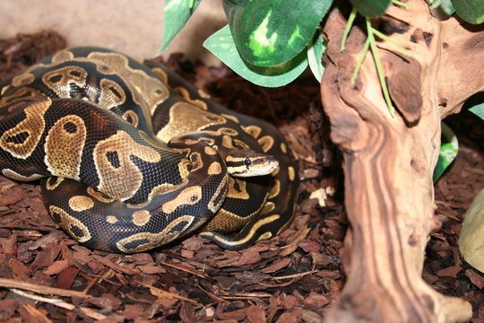 k&ouml;nigs python