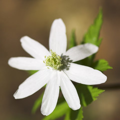 wind-flower