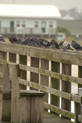 pigeons