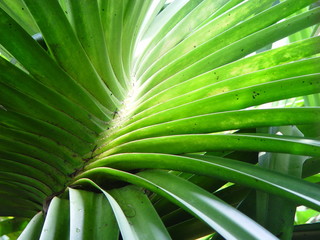 Obraz premium organic spiral