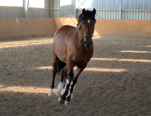 horse training2