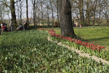 Obraz premium tulipani 4