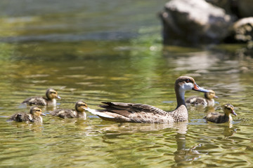 enten