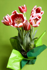 red  and white tulips