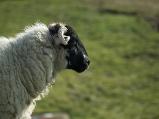 sheeps head