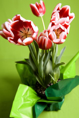 red  and white tulips