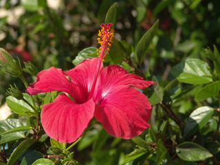 hibiskus © emeraldphoto