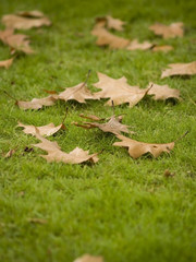 group of leaves