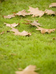 leaves