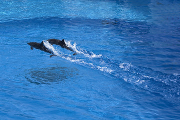 Fototapeta premium delphine