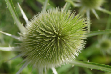 thistle