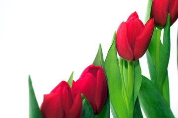 tulpen