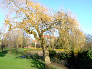 willow tree 1