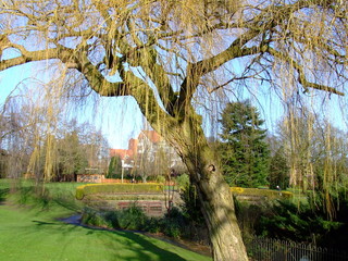 a willow tree 2