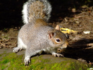 grey squirrel