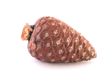 pine cone(high key)