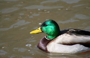 colorful mallard