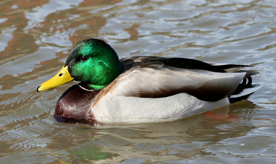 colorful mallard