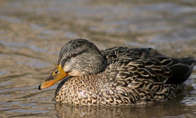 brown mallard duck