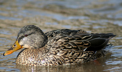 beautiful brown mallard duck