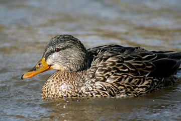 brown mallard