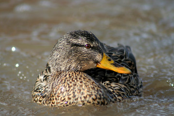 beautiful brown mallard