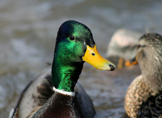 mallards in river