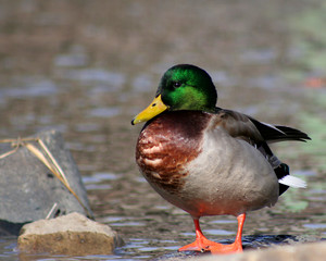 colorful mallard standing on rocks