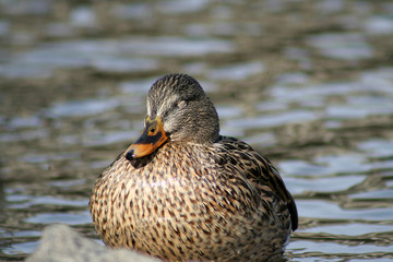 sleeping mallard