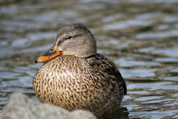 large mallard sitting on rock