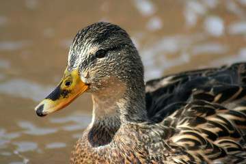 mallard in the sun