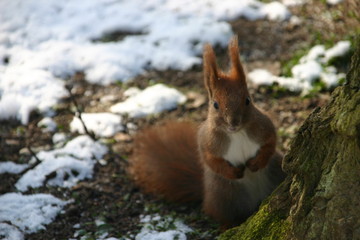 squirrel looking