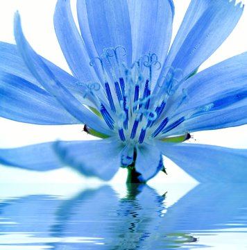 Fototapeta blue flower reflected in water
