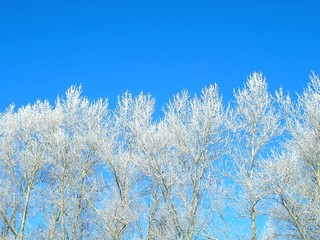 winter trees