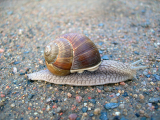 snail on the road