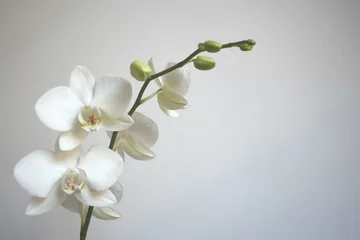 Fotobehang Orchidee witte orchidee