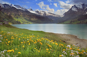 flowering of dandelions over mountain lake